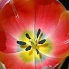 Detail of tulips